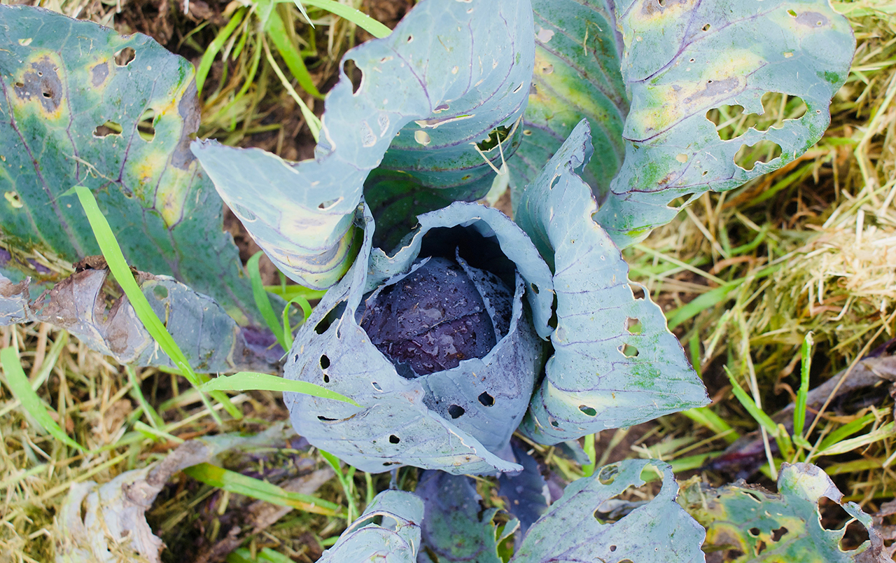 cabbage in field