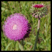 noxious weed musk thistle